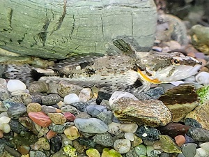 ヤマノカミ｜マリンワールド海の中道