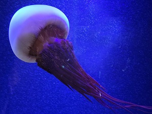 アリアケビゼンクラゲ｜マリンワールド海の中道