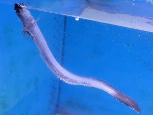ワラスボ｜やながわ有明海水族館