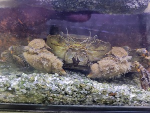 モクズガニ｜やながわ有明海水族館