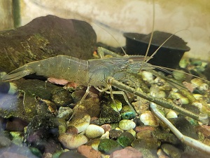 テナガエビ｜やながわ有明海水族館