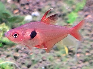 レッドファントムテトラ｜広島もとまち水族館