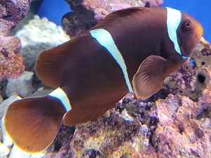 スパインチークアネモネフィッシュ｜広島もとまち水族館