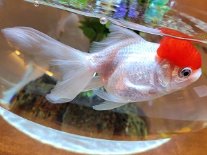 タンチョウ（丹頂）｜広島もとまち水族館