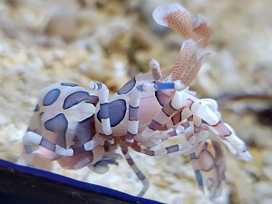 フリソデエビ｜広島もとまち水族館