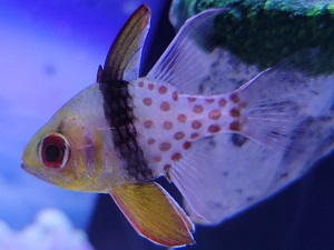 マンジュウイシモチ｜プラネットアクア・ポート（ひらかたパーク）