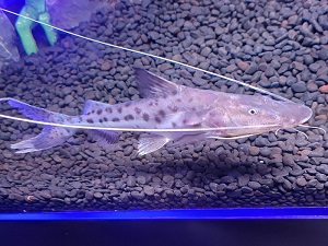 ピライーバ｜プラネットアクア・ポート（ひらかたパーク）