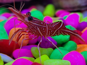 キャメルシュリンプ｜プラネットアクア・ポート（ひらかたパーク）