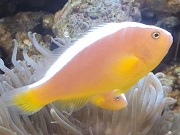 セジロクマノミ