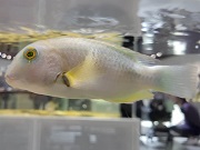 クサビベラ