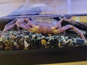 ムラサキサワガニ