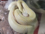 アオダイショウ（アルビノ）