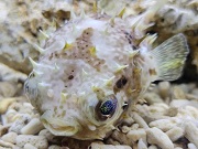 メイタイシガキフグ