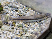 サンヨウコガタスジシマドジョウ