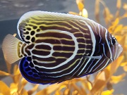 タテジマキンチャクダイ（幼魚）
