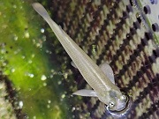 ヨツメウオ（幼魚）