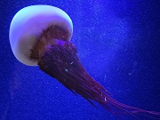 アリアケビゼンクラゲ