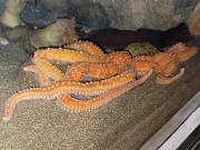 カンムリヒトデ