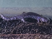 ブチサンショウウオ