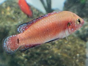 トゥルカナレッドジュエルシクリッド