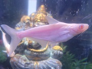 カイヤン（アルビノ）