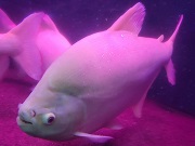 コロソマ（アルビノ）