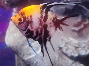 ミックスエンゼル