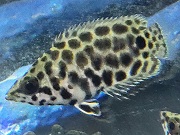 レオパードクテノポマ