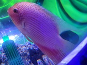 レッドスポットセベラム