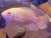 レッドタイガーオスカー（アルビノ）