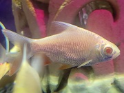 レッドフィンバルブ（アルビノ）