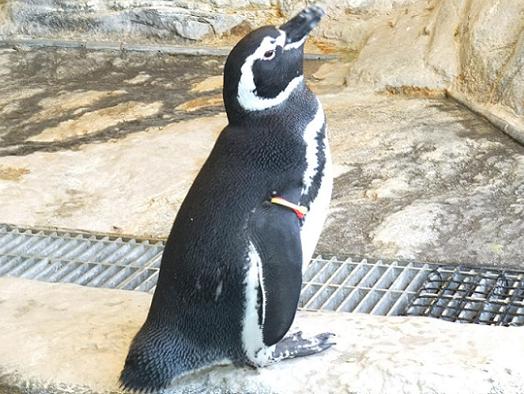 マゼランペンギン