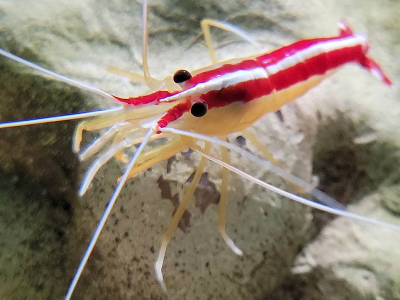 アカスジモエビ（アカシマシラヒゲエビ）