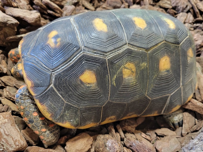 アカアシガメ