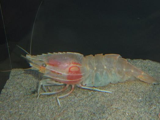 ミノエビ
