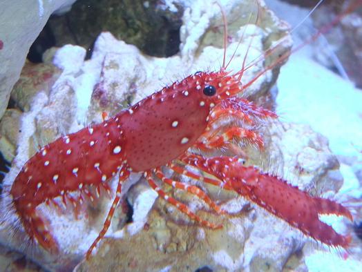 ショウグンエビ