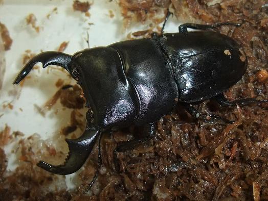 ダイオウヒラタクワガタ