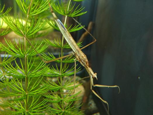 ミズカマキリ
