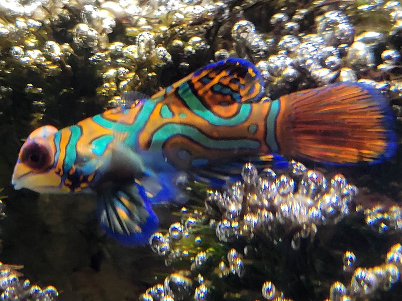 ニシキテグリ