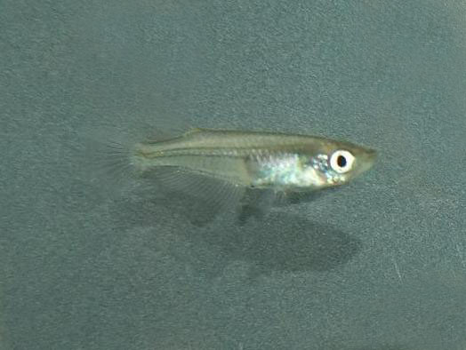 チュウゴクメダカ
