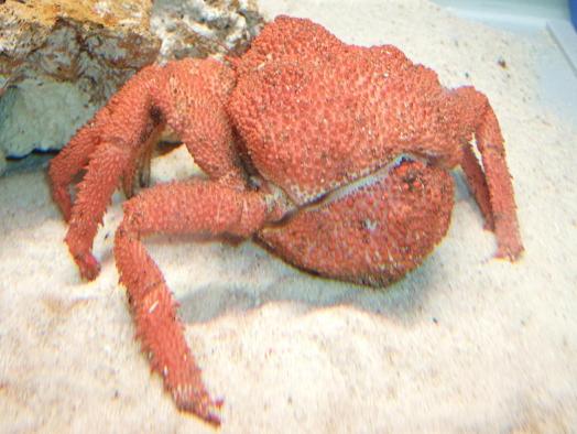 ツブエゾイバラガニ