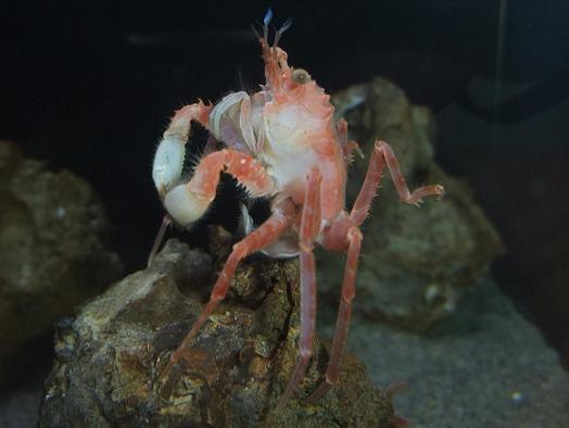 トウヨウホモラ