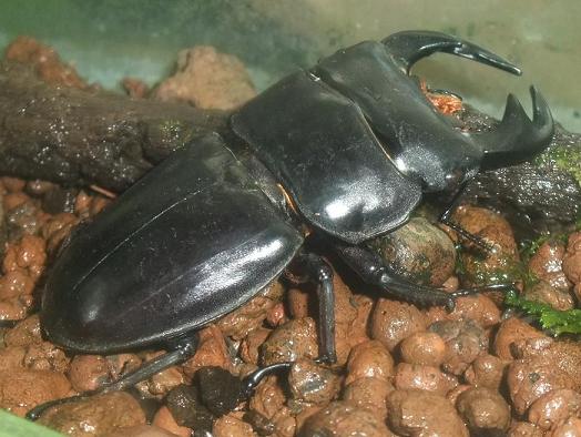 アンタエウスオオクワガタ