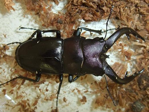 アマミノコギリクワガタ
