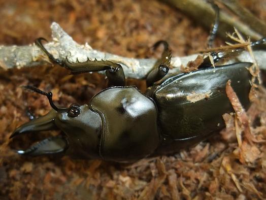 オウゴンオニクワガタ