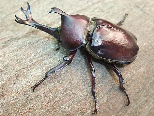 カブトムシ