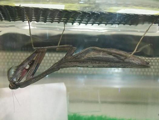 コカマキリ