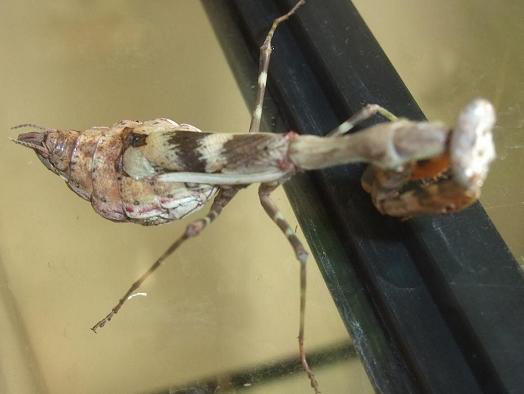 シリアゲカマキリ