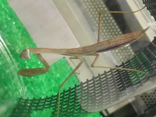 チョウセンカマキリ