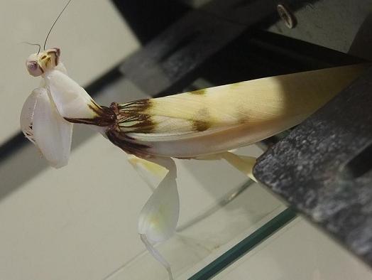 ハナカマキリ
